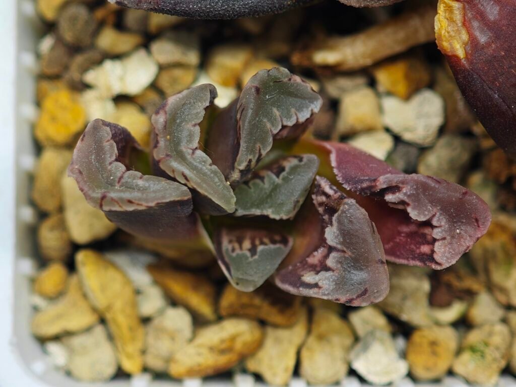 Haworthia Seedling S128 - 10