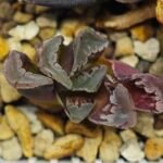 Haworthia Seedling S128 - 10
