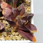 Haworthia Seedling S129 - 1