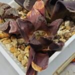 Haworthia Seedling S129 - 2