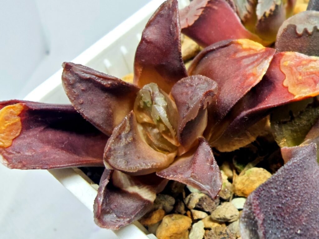 Haworthia Seedling S129 - 4