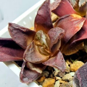 Haworthia Seedling S129 - 4