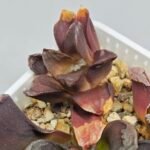 Haworthia Seedling S129 - 6