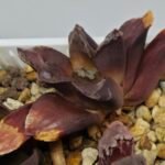 Haworthia Seedling S129 - 7