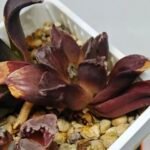 Haworthia Seedling S129 - 8