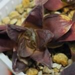 Haworthia Seedling S129 - 9