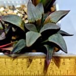 Haworthia Seedling S132 - 1