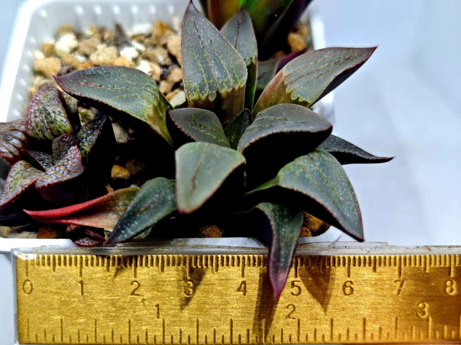 Haworthia Seedling S132 - 1