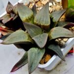 Haworthia Seedling S132 - 2