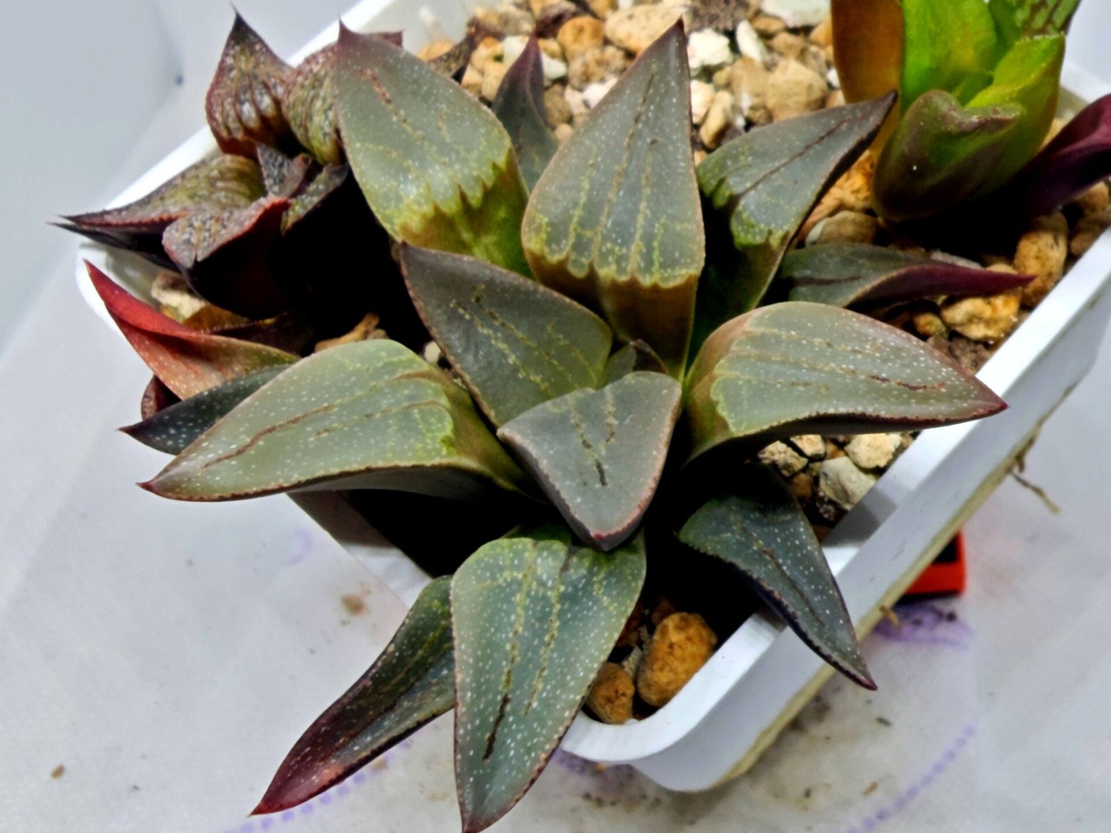 Haworthia Seedling S132 - 2