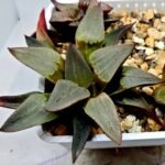 Haworthia Seedling S132 - 3
