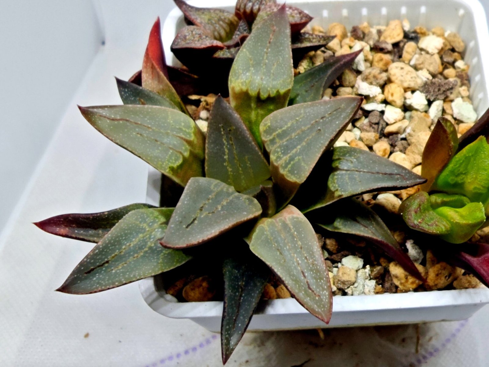 Haworthia Seedling S132 - 3