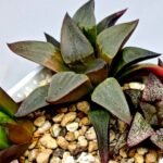 Haworthia Seedling S132 - 4