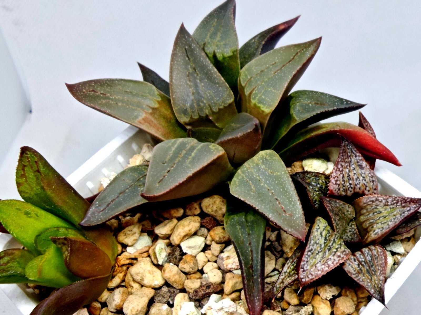Haworthia Seedling S132 - 4