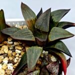Haworthia Seedling S132 - 5