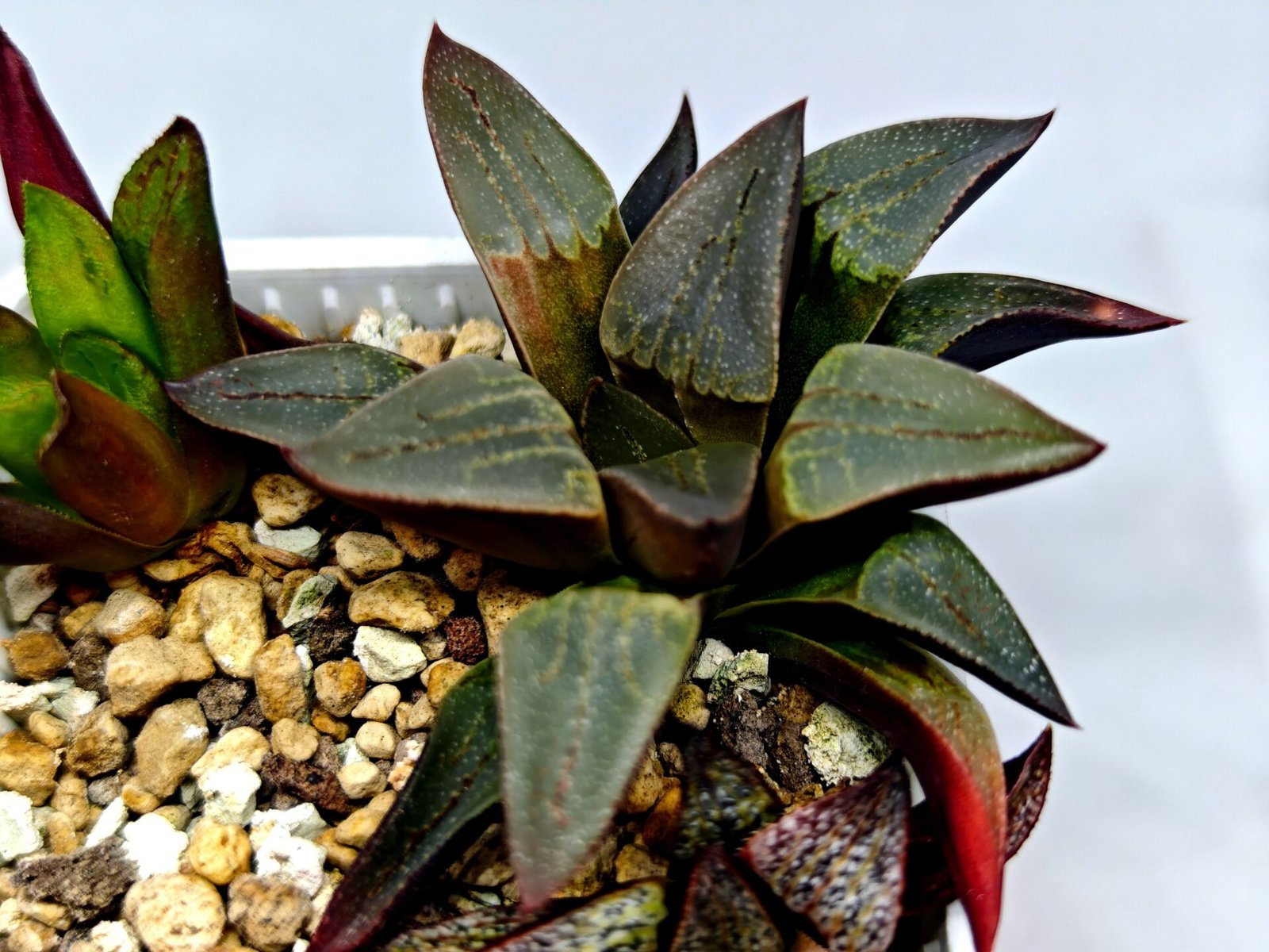 Haworthia Seedling S132 - 5