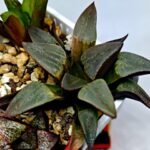 Haworthia Seedling S132 - 6