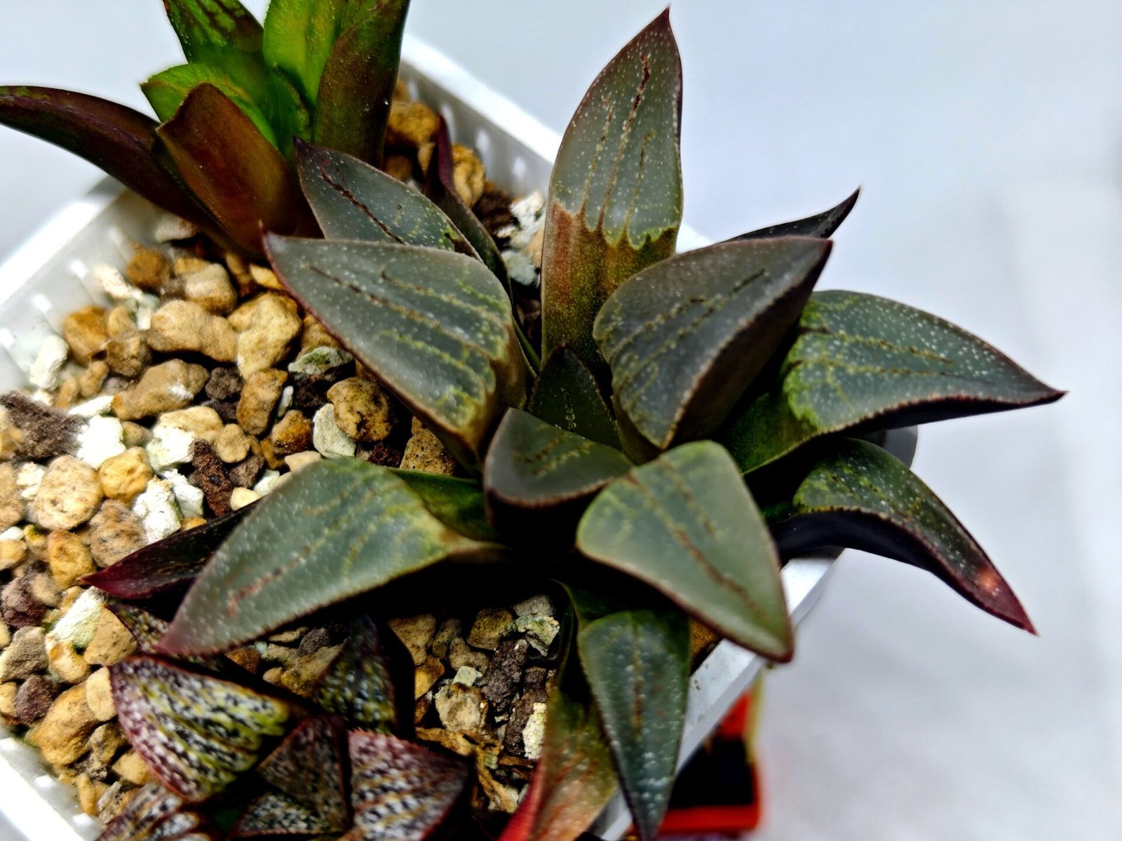 Haworthia Seedling S132 - 6
