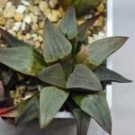 Haworthia Seedling S132 - 7