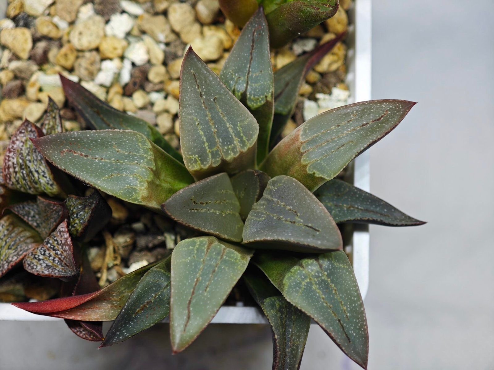 Haworthia Seedling S132 - 7