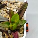 Haworthia Seedling S133 - 1