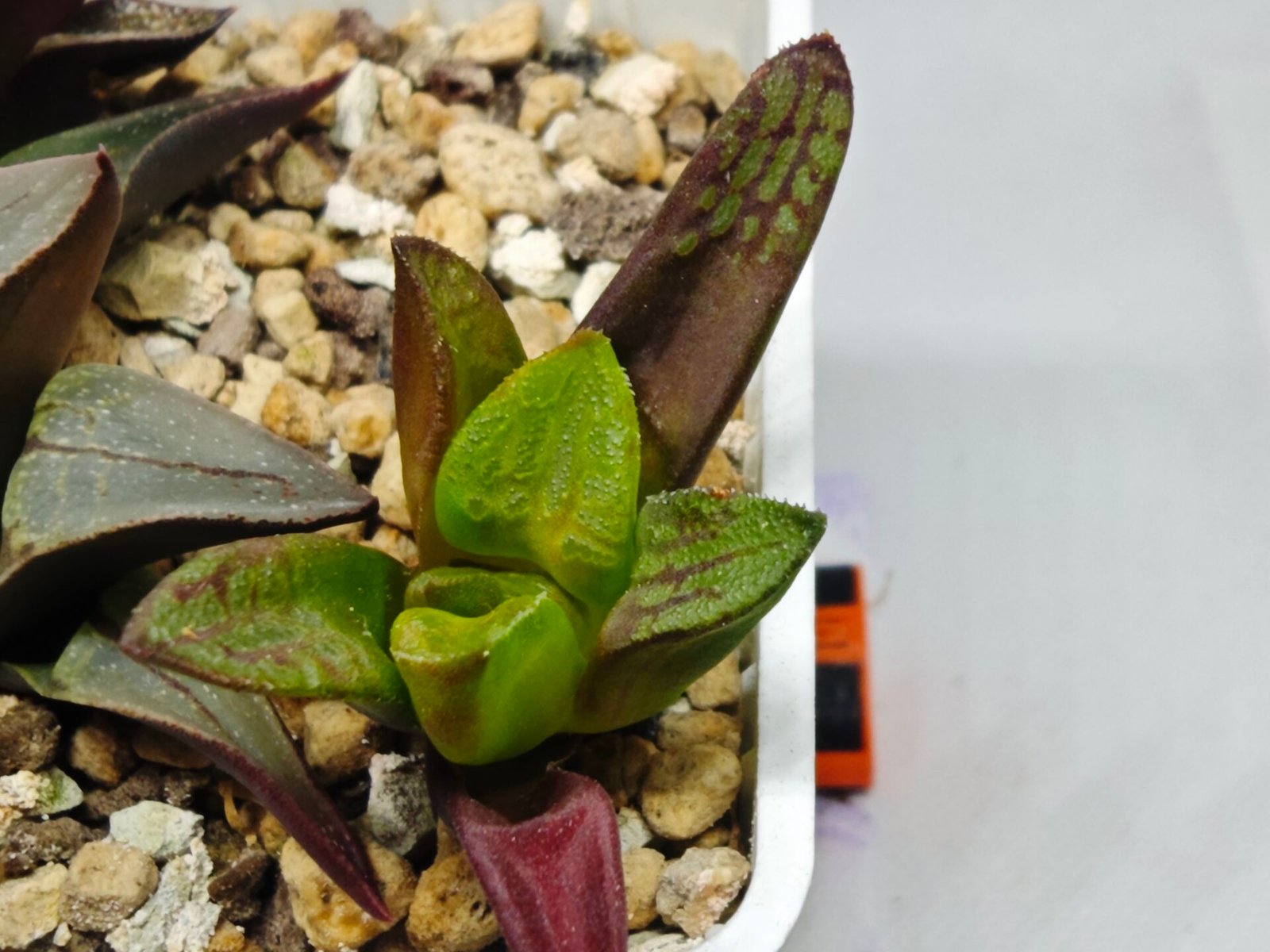 Haworthia Seedling S133 - 1