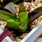 Haworthia Seedling S133 - 2