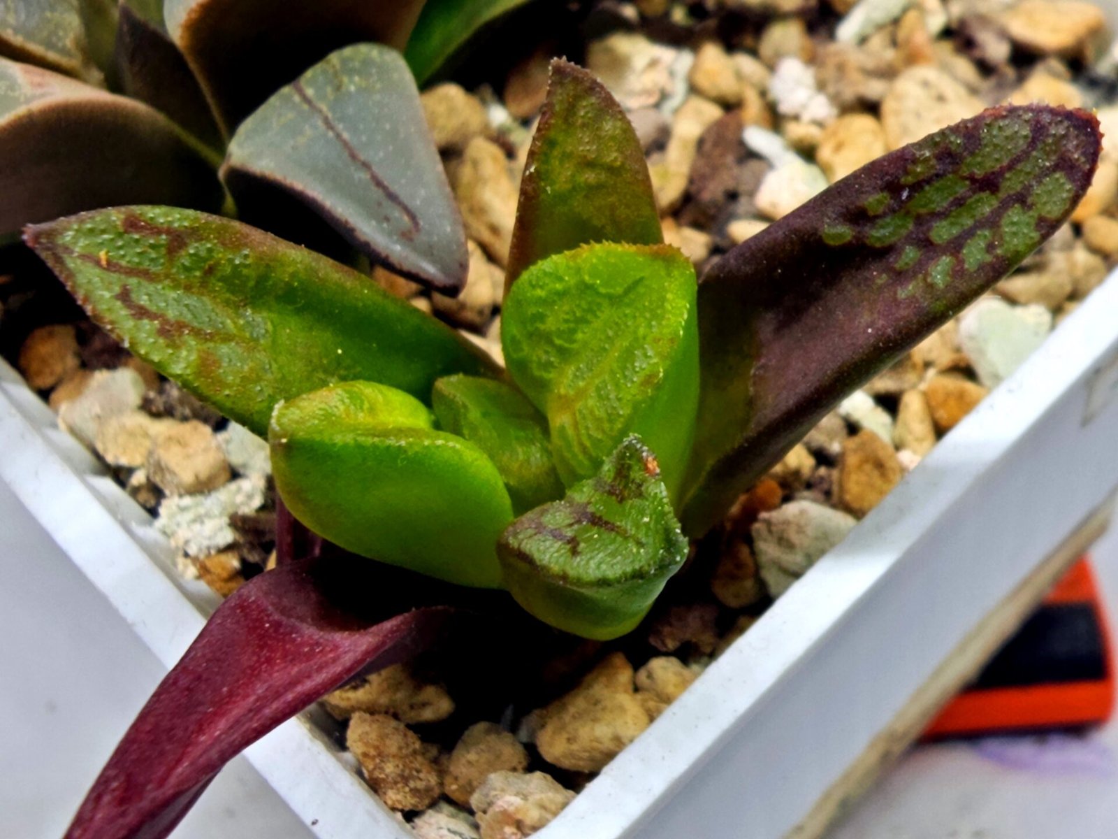 Haworthia Seedling S133 - 2