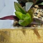 Haworthia Seedling S133 - 3