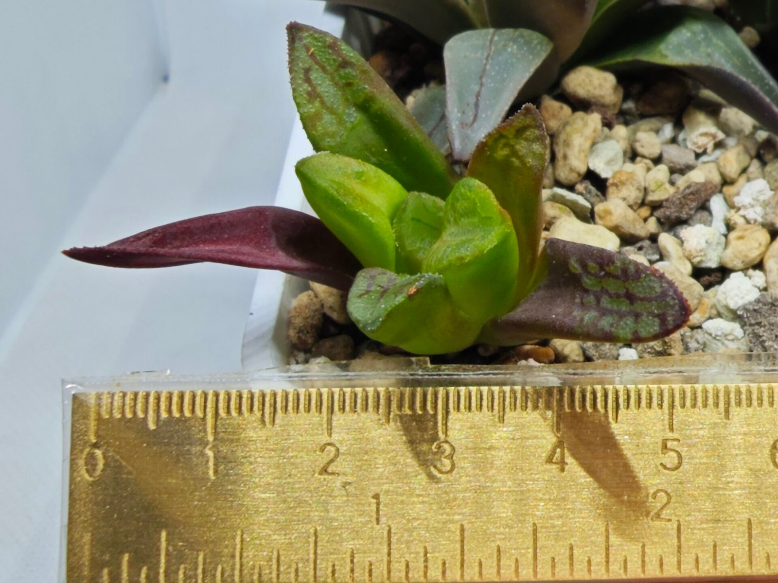 Haworthia Seedling S133 - 3