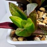 Haworthia Seedling S133 - 4