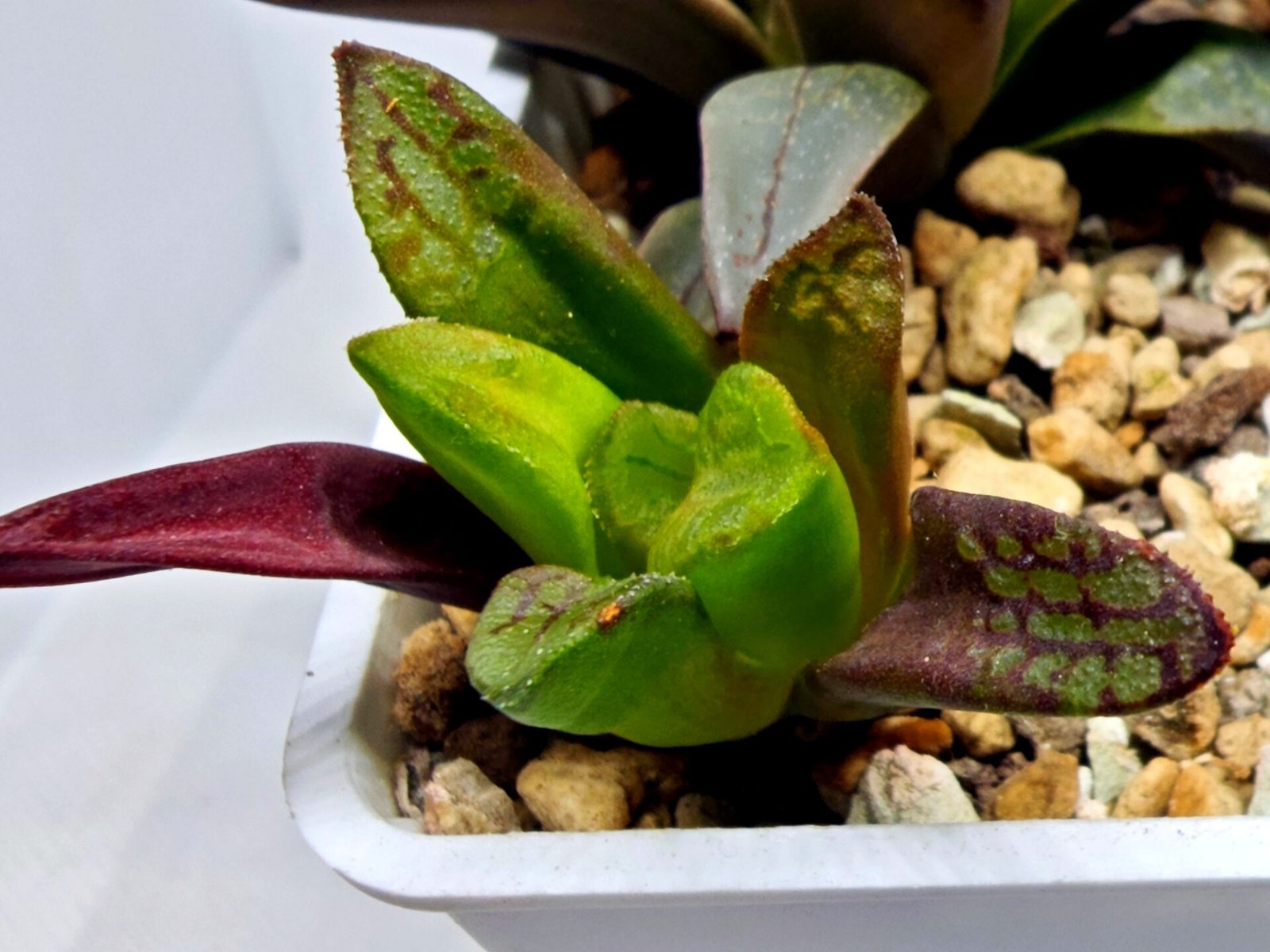 Haworthia Seedling S133 - 4