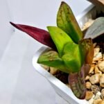 Haworthia Seedling S133 - 5