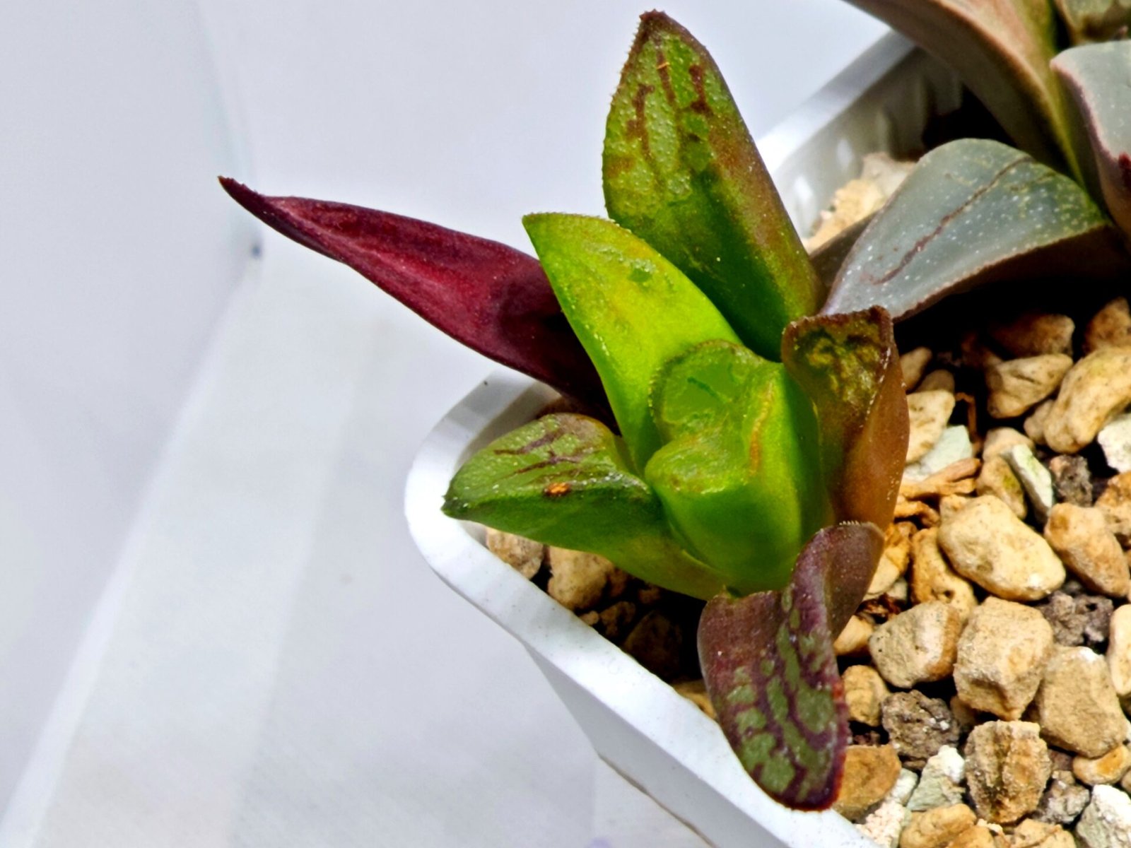 Haworthia Seedling S133 - 5