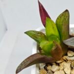 Haworthia Seedling S133 - 6