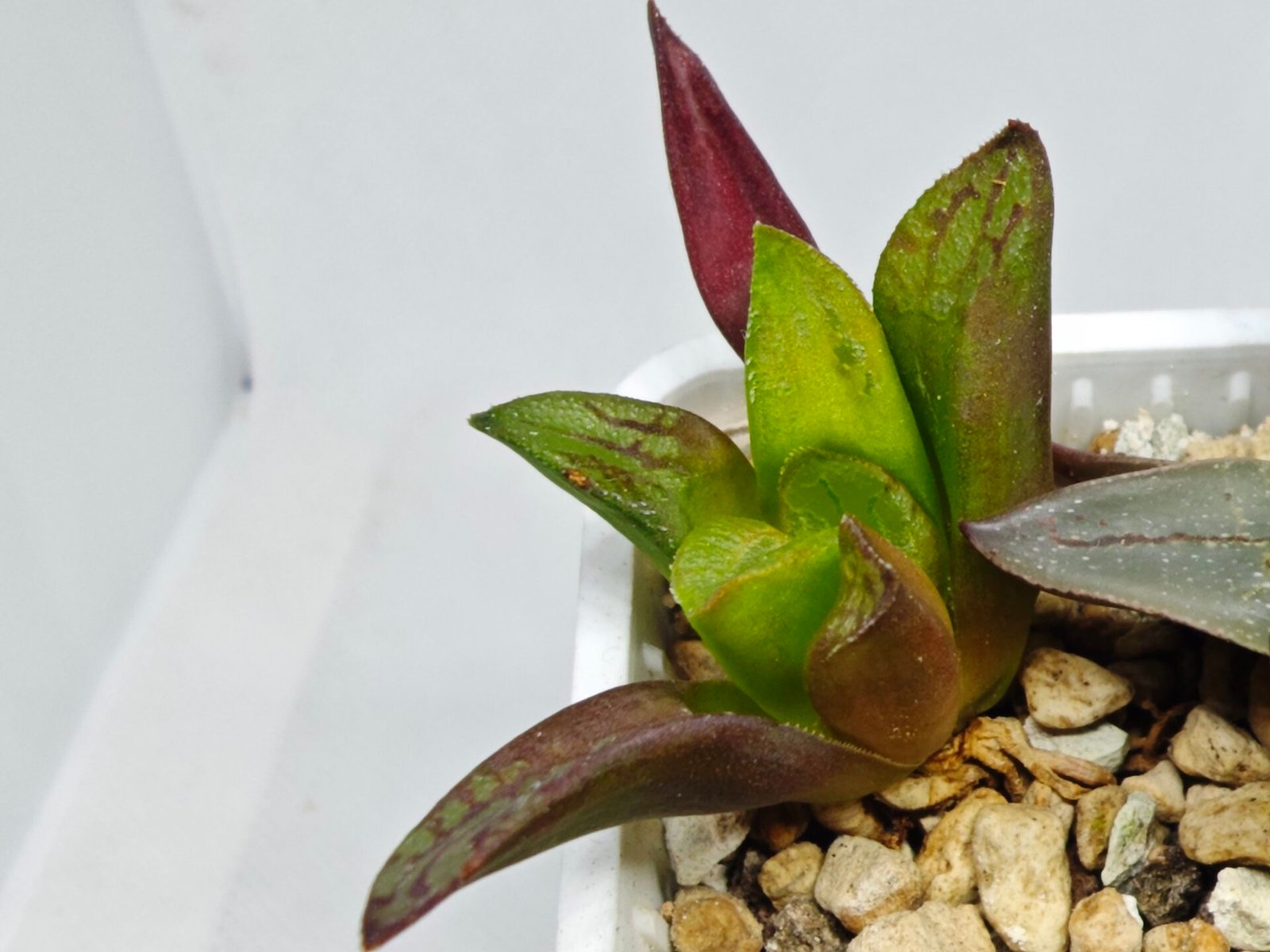 Haworthia Seedling S133 - 6