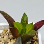 Haworthia Seedling S133 - 7