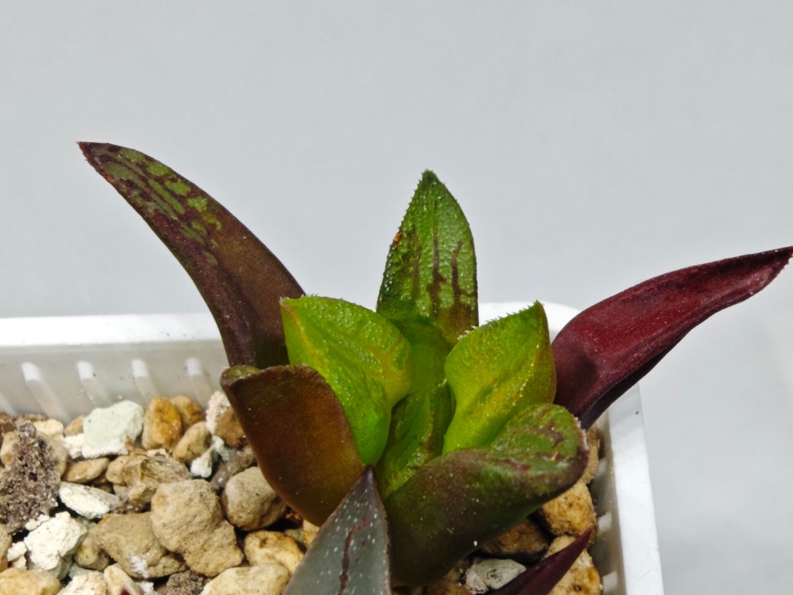 Haworthia Seedling S133 - 7