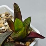 Haworthia Seedling S133 - 8