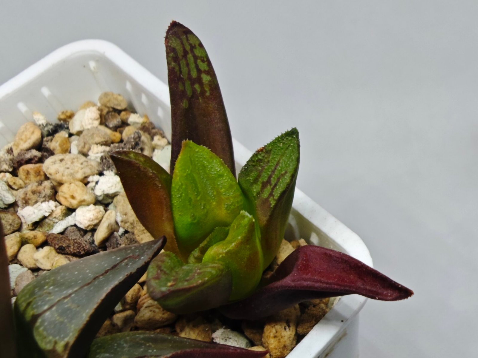 Haworthia Seedling S133 - 8