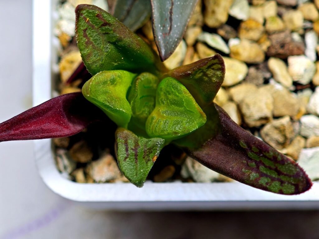 Home 10 Haworthia Seedling S133 - 9