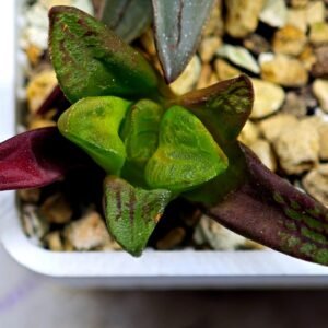 Haworthia Seedling S133 - 9