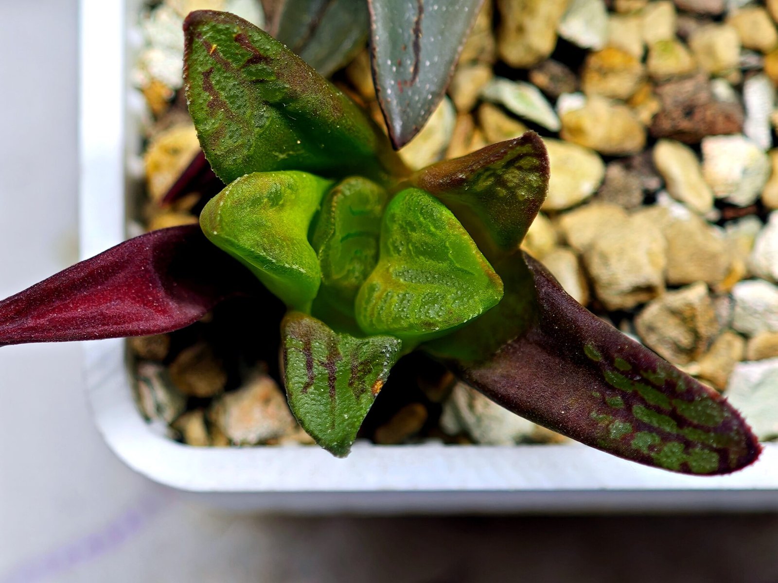 Haworthia Seedling S133 - 9