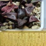 Haworthia Seedling S114 - 1
