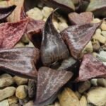 Haworthia Seedling S114 - 2