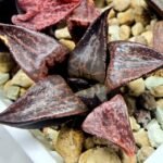 Haworthia Seedling S114 - 3