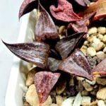 Haworthia Seedling S114 - 4