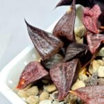 Haworthia Seedling S114 - 5