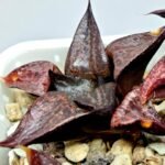 Haworthia Seedling S114 - 6