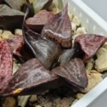 Haworthia Seedling S114 - 7